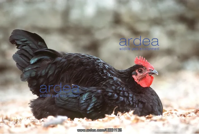 : CHICKEN - Black of Challans Fowl : CHICKEN - Black of Challans Fowl