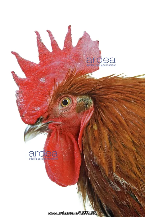  : Chicken - Black copper Maran in studio
