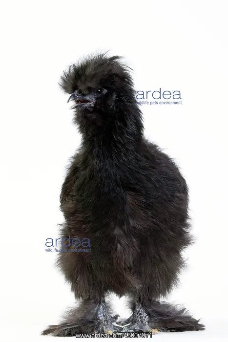 : Chicken Black Silkie : Chicken Black Silkie