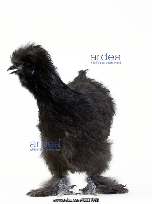 : Chicken Black Silkie : Chicken Black Silkie