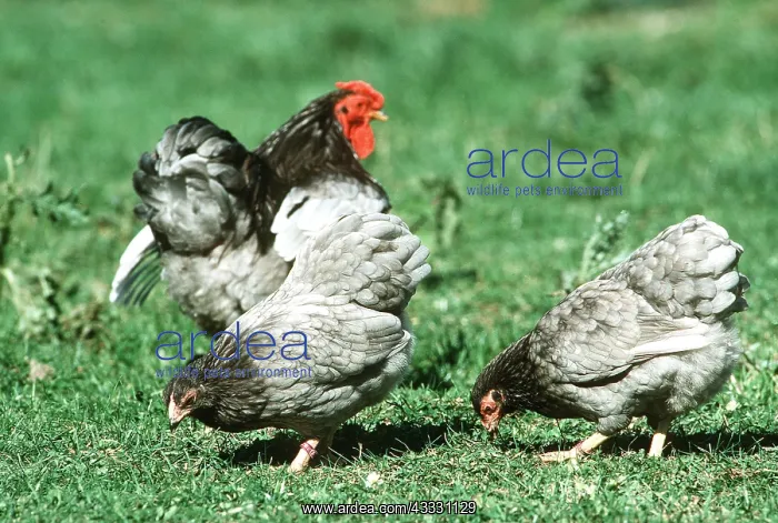 : CHICKEN - Blue Wyandotte Fowl : CHICKEN - Blue Wyandotte Fowl