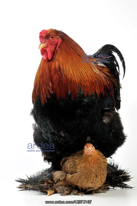  : CHICKEN - Brahma with a pekin bantam sat on its feet