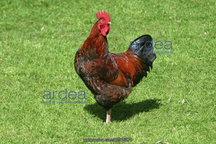 : CHICKEN - Brown Leghorn cockerel : CHICKEN - Brown Leghorn cockerel