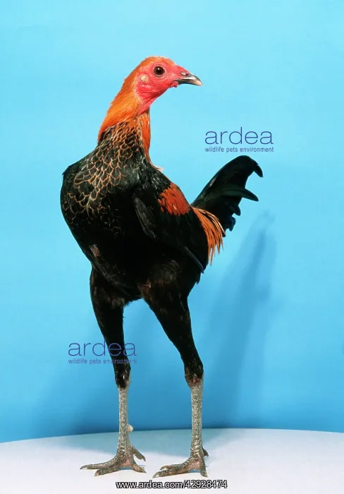 : CHICKEN - Brown and Red Fowl Cock : CHICKEN - Brown and Red Fowl Cock