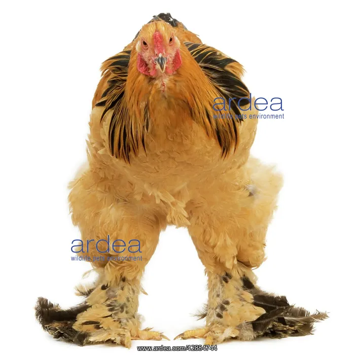  : Chicken - Buff Brahma