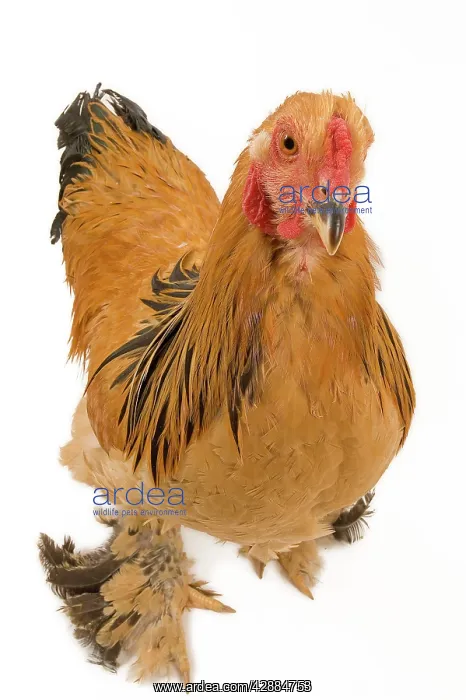  : Chicken - Buff Brahma