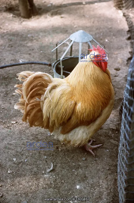 : CHICKEN - Buff Orpington Fowl : CHICKEN - Buff Orpington Fowl
