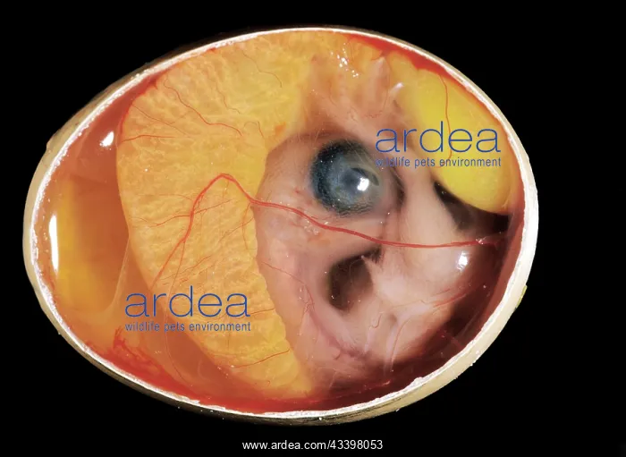  : Chicken chick - 10 day old embryo in egg