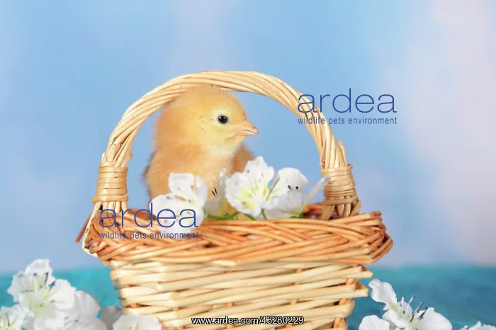 : Chicken, chick, 2 days old : Chicken, chick, 2 days old