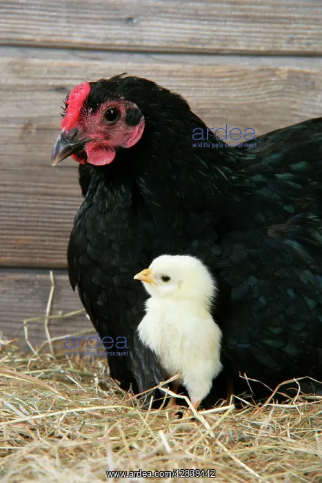  : Chicken - with chick