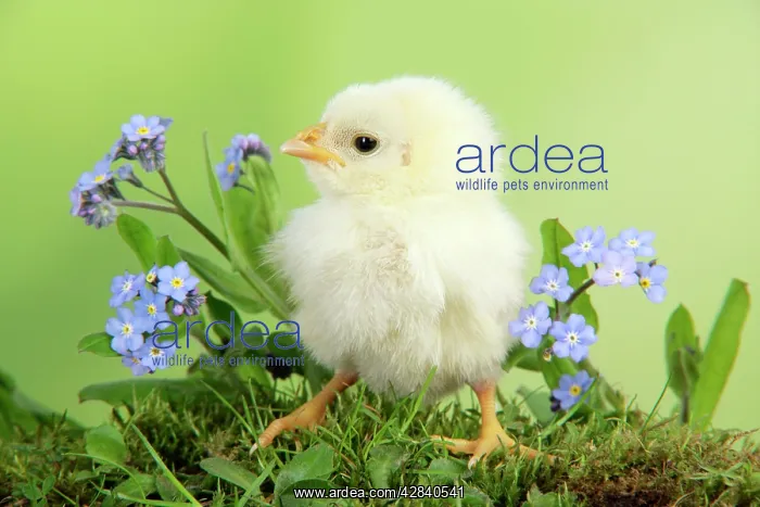  : Chicken - chick