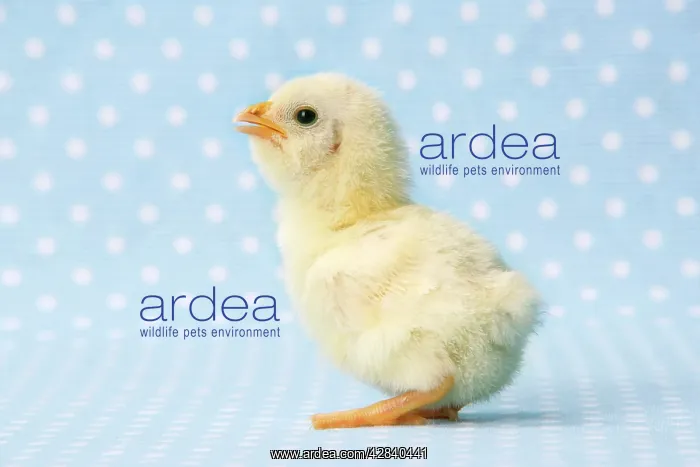  : Chicken - chick on blue spotted background