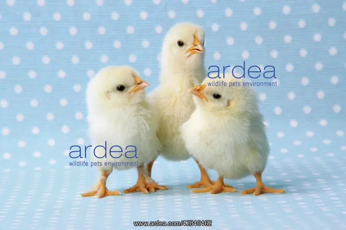  : Chicken - chick on blue spotted background