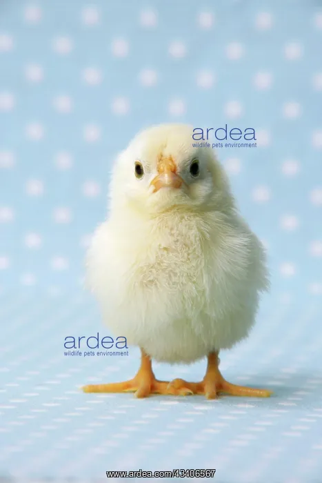 : Chicken - chick on blue spotted background