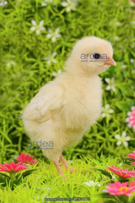  : Chicken - chick amongst flowers
