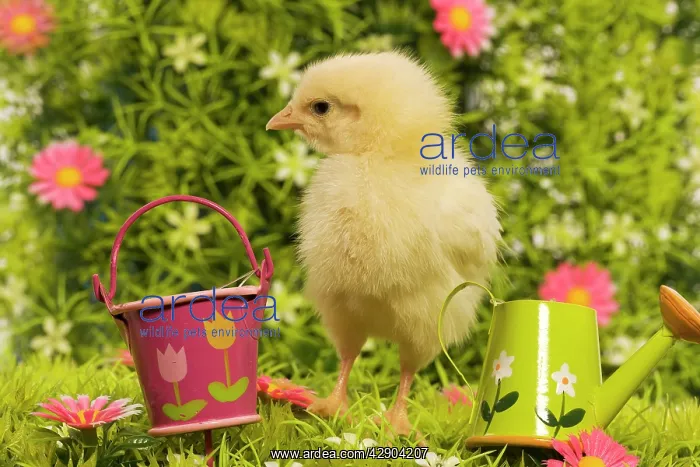 : Chicken - chick amongst flowers & ornaments : Chicken - chick amongst flowers & ornaments