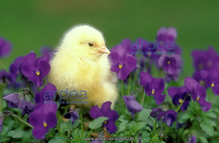  : CHICKEN - Chick in pansies