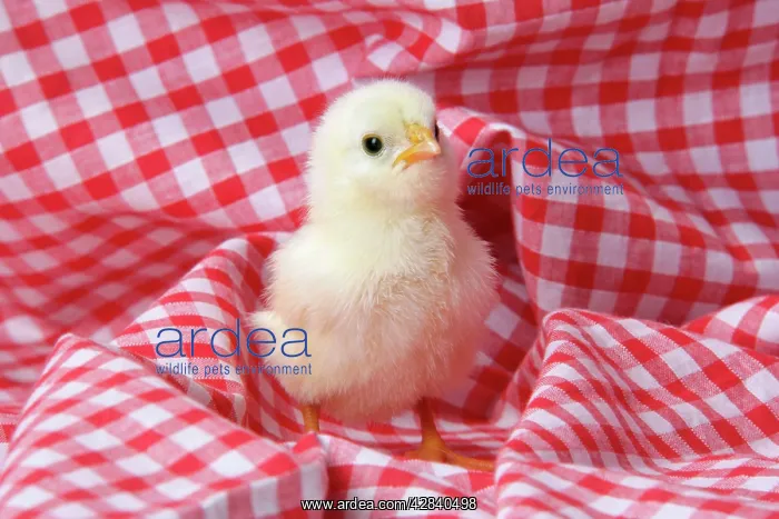  : Chicken - chick on red gingham
