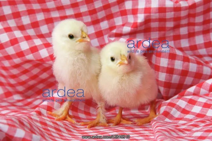  : Chicken - chick on red gingham