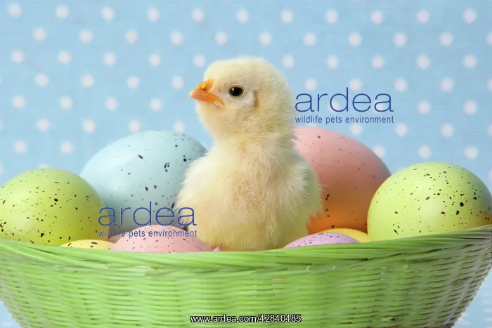  : Chicken - chick sitting on coloured eggs