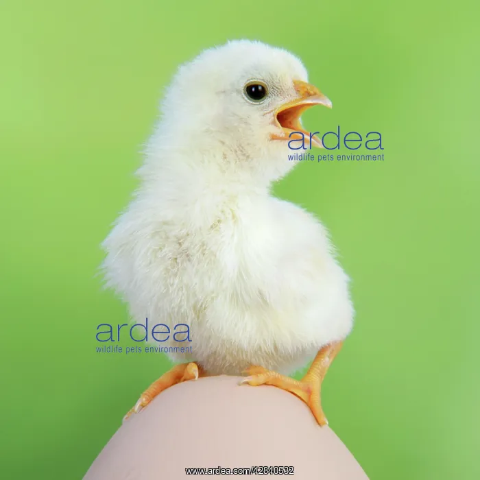  : CHICKEN - chick sitting on a large egg