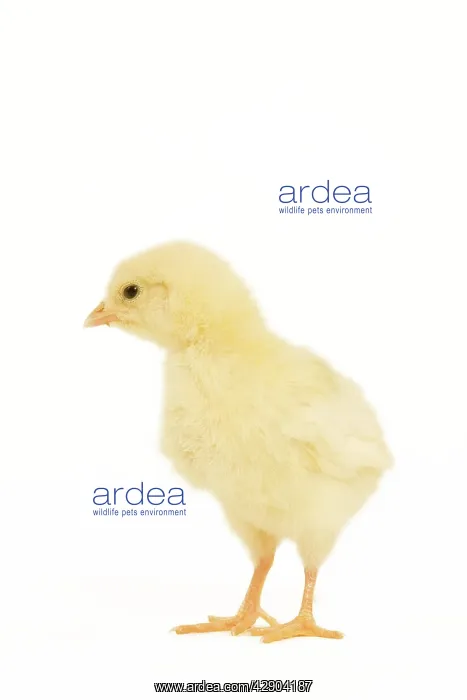  : Chicken - chick in studio