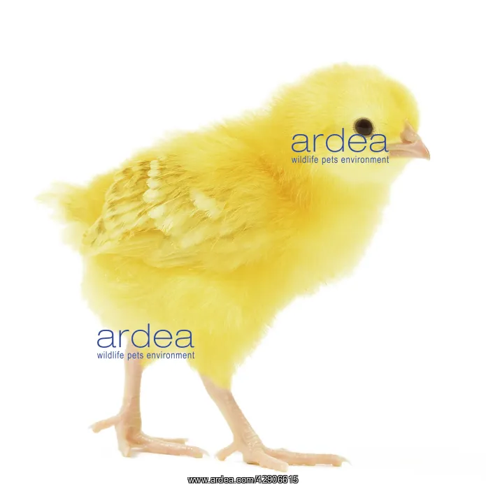  : Chicken - chick in studio