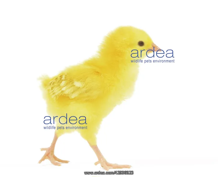 : Chicken - chick in studio