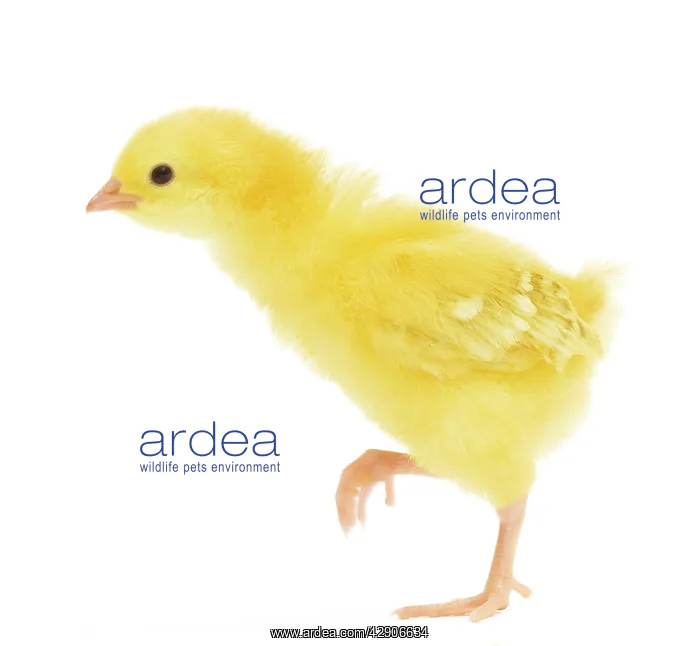  : Chicken - chick in studio