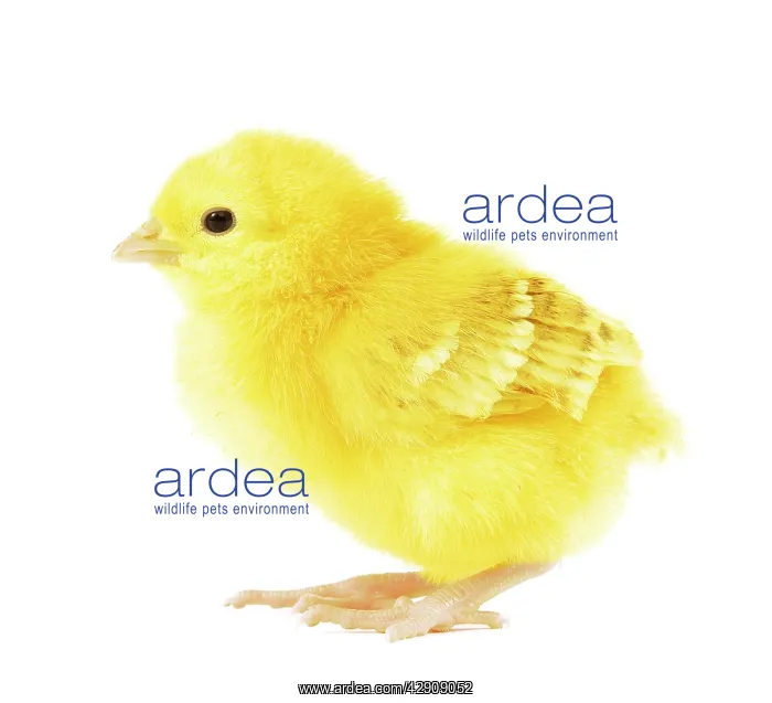  : Chicken - chick in studio
