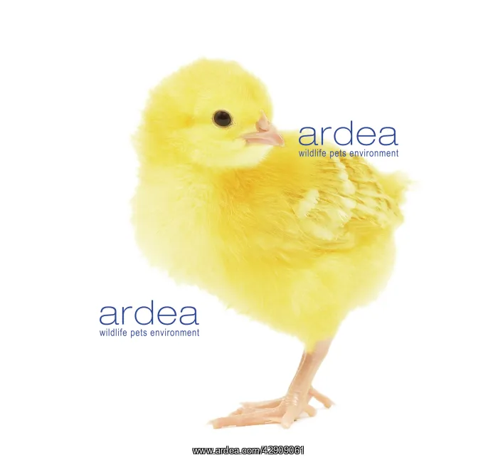  : Chicken - chick in studio