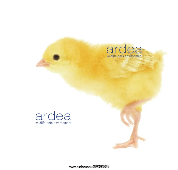  : Chicken - chick in studio