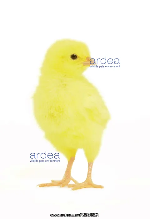  : Chicken - chick in studio