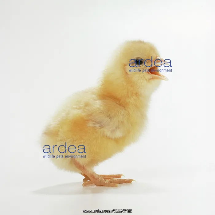 : CHICKEN - chick, side view, beak open : CHICKEN - chick, side view, beak open