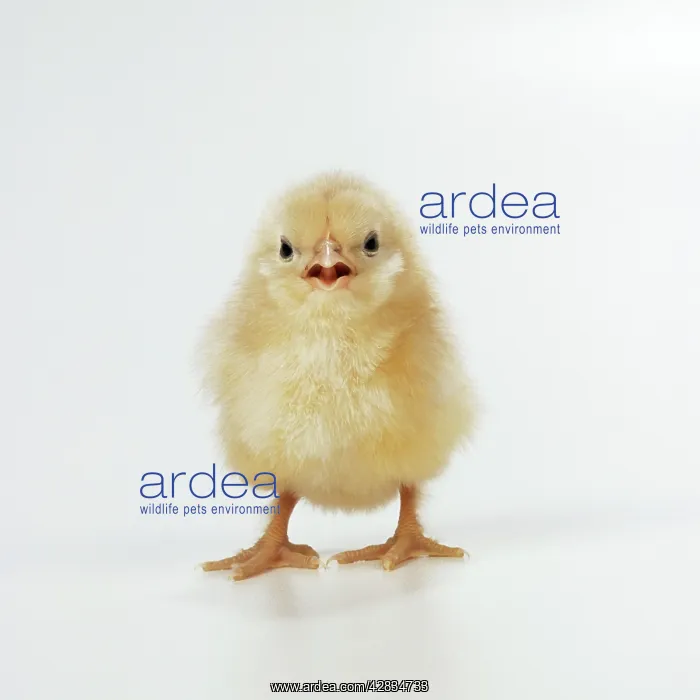 : CHICKEN - chick, front view, beak open : CHICKEN - chick, front view, beak open