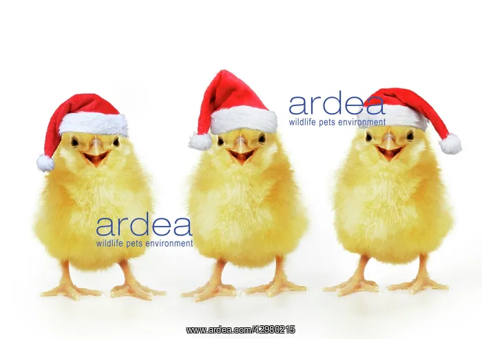 : Chicken, Chick wearing Christmas hat, smiling : Chicken, Chick wearing Christmas hat, smiling