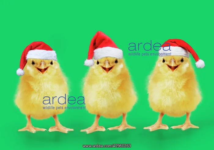 : Chicken, Chick wearing Christmas hat, smiling : Chicken, Chick wearing Christmas hat, smiling