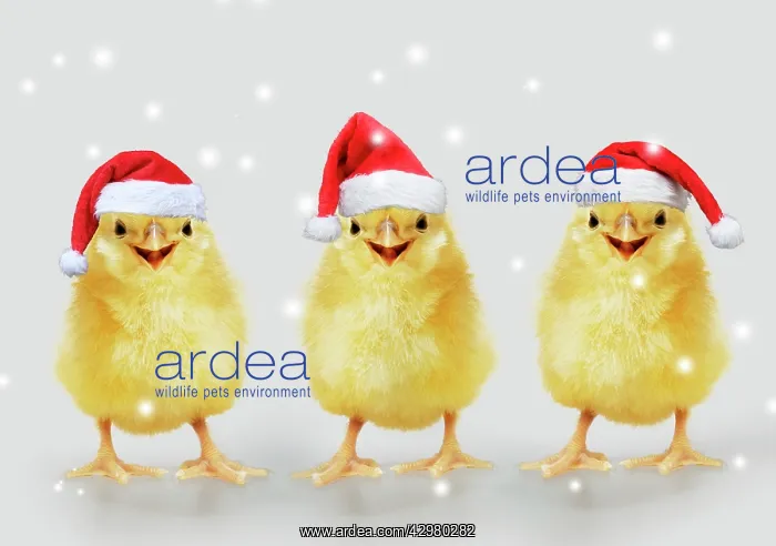 : Chicken, Chick wearing Christmas hat, smiling : Chicken, Chick wearing Christmas hat, smiling