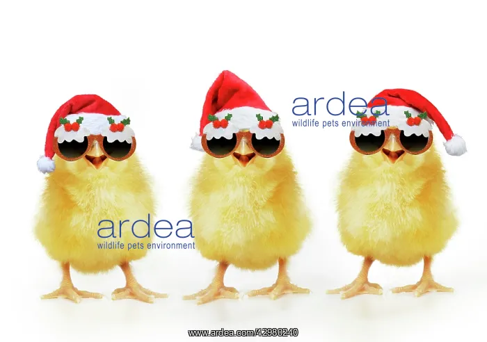 : Chicken, Chick wearing Christmas hats and sunglasses : Chicken, Chick wearing Christmas hats and sunglasses