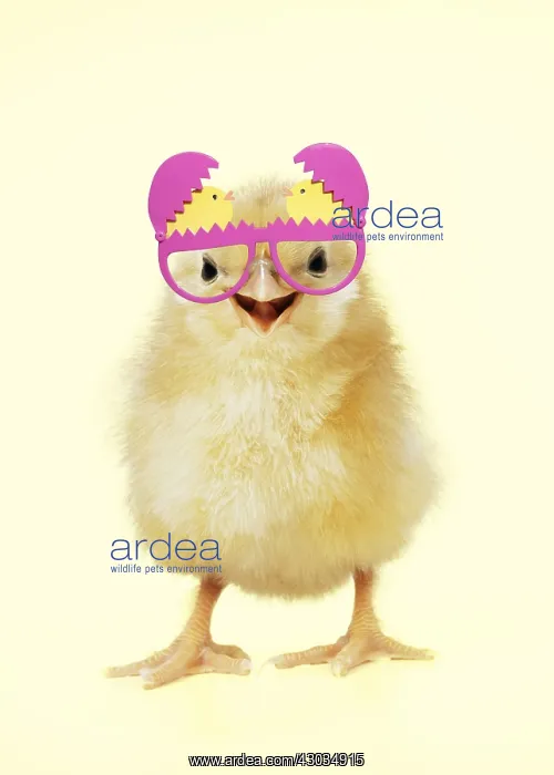 : Chicken - Chick wearing easter glasses, smiling, laughing : Chicken - Chick wearing easter glasses, smiling, laughing