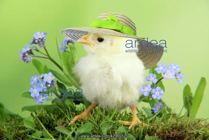 : Chicken, chick wearing straw hat : Chicken, chick wearing straw hat