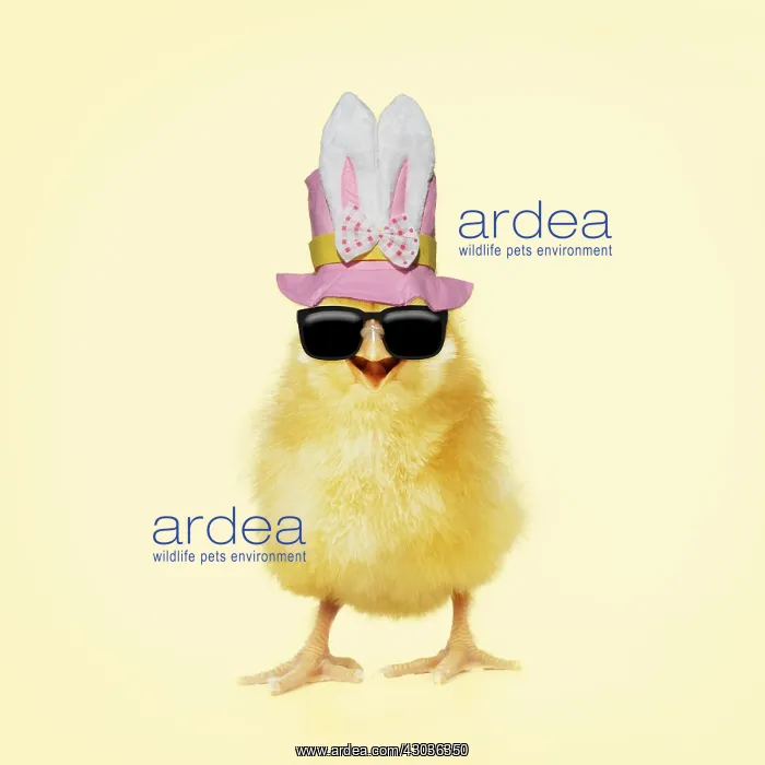  : Chicken, Chick wearing sunglasses and easter