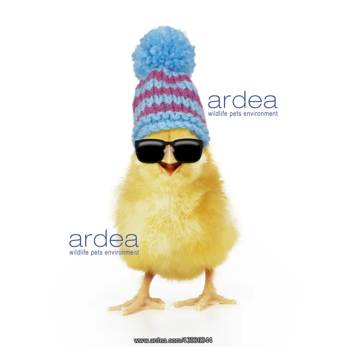  : Chicken, Chick wearing sunglasses and woolly