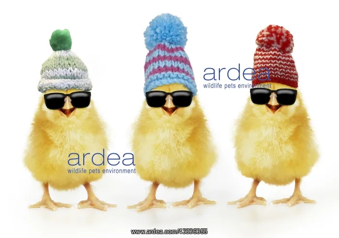  : Chicken, Chick wearing sunglasses and woolly