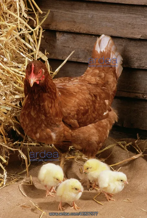  : Chicken - with four Chicks
