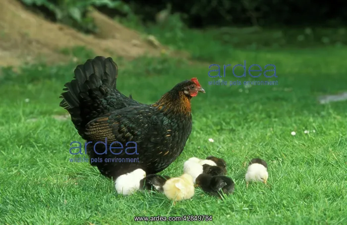  : CHICKEN - with chicks