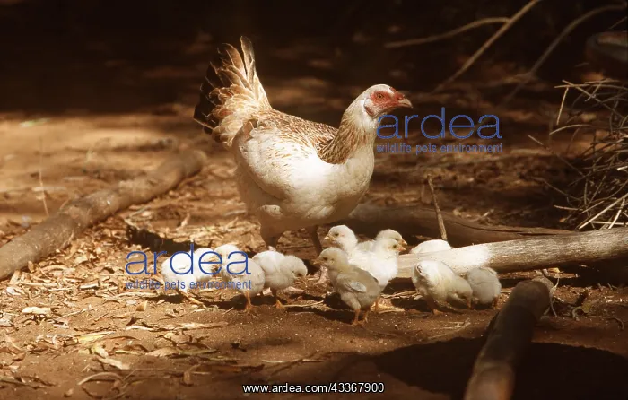 : CHICKEN with chicks : CHICKEN with chicks
