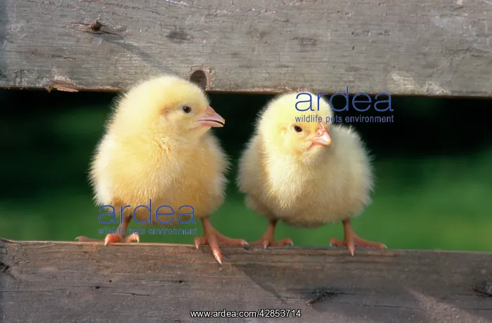  : Chicken - two chicks balancing on fence