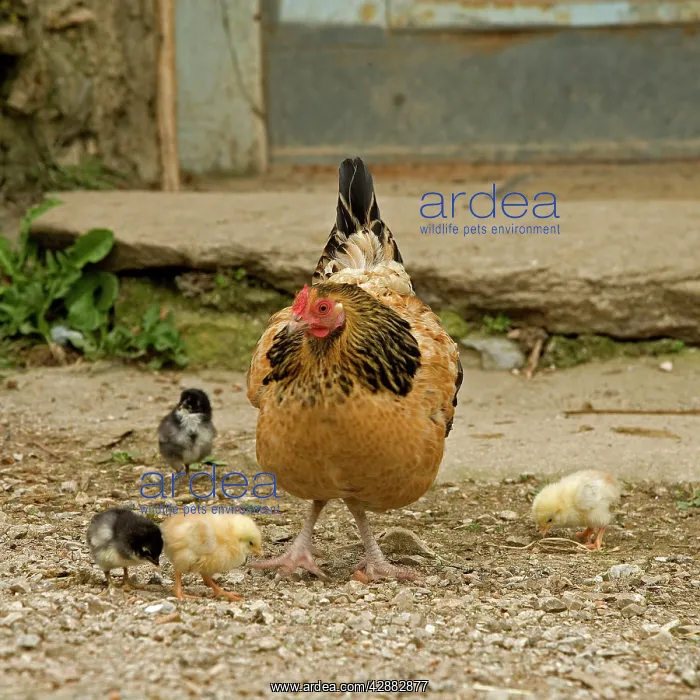  : Chicken - with chicks in farmyard