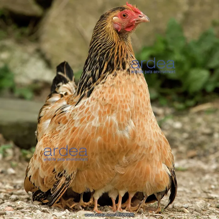 : Chicken - with chicks sheltering under plumage - in farmyard : Chicken - with chicks sheltering under plumage - in farmyard